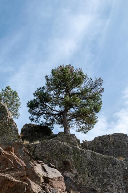 Un árbol es una planta con un tallo leñoso que se ramifica a cierta altura del suelo.