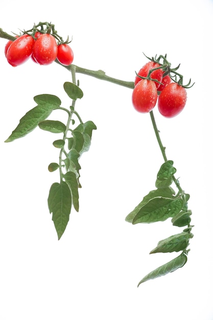 De árbol a escena Tomates de cereza en blanco puro