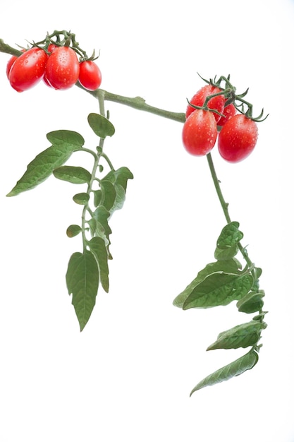 Foto de árbol a escena tomates de cereza en blanco puro