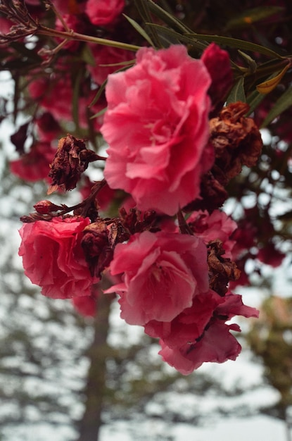 Foto Árbol español