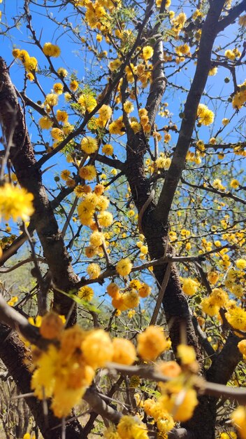 El árbol de espinillo en flor