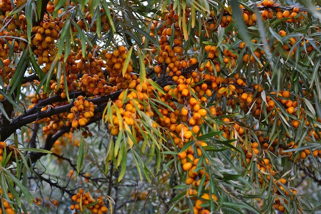 Foto un árbol de espino de mar con muchas bayas de naranja en él