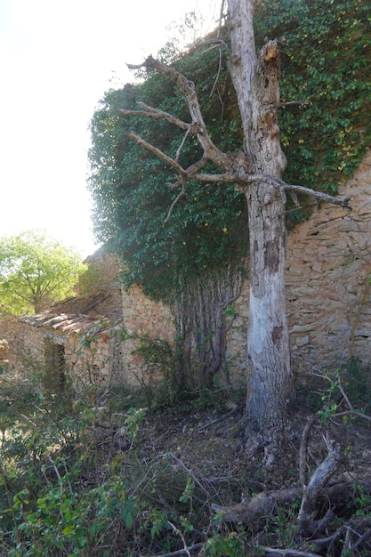 Un árbol está apoyado contra una pared y la casa está rodeada de vegetación.