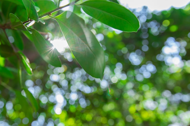 El árbol está borroso, el sol brilla a través.