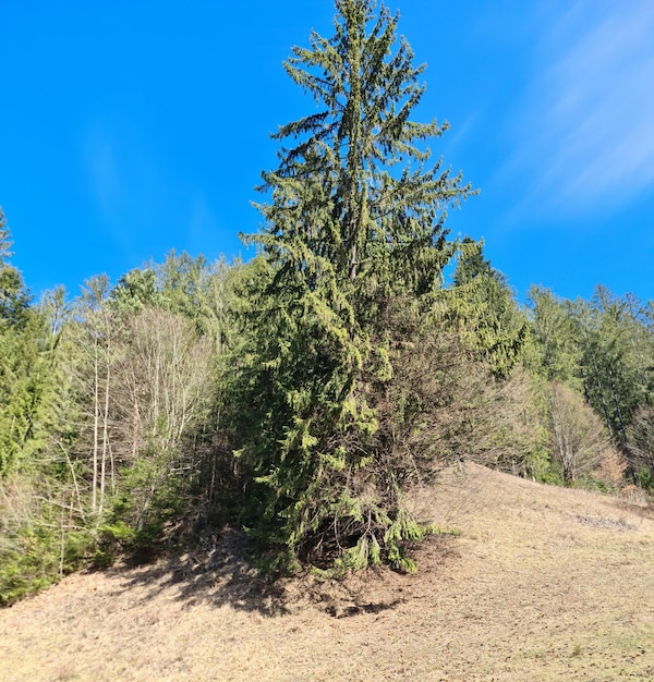 Un árbol está en una colina en el bosque.