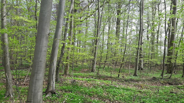 El árbol está floreciendo en primavera