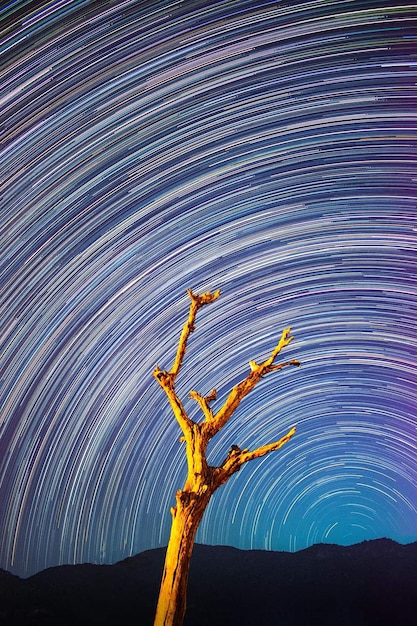 Un árbol con estrellas y el cielo de fondo