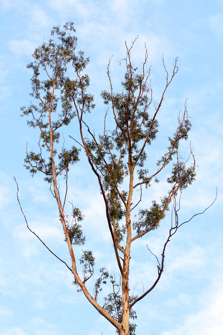 Árbol de eucalipto en la serie de naturaleza del cielo azul