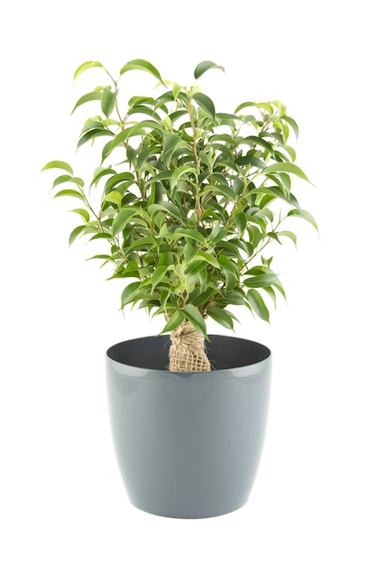 Foto Árbol de ficus