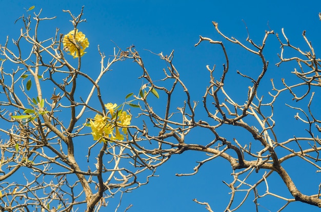 Árbol y flor amarilla con fondo de cielo azul
