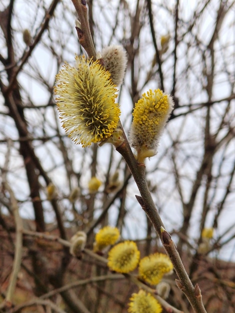 un árbol con una flor amarilla que dice cita de diente de león