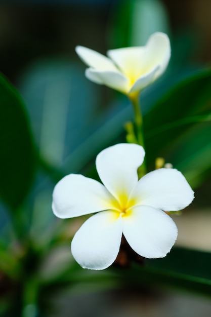Árbol de flor de aroma tropical blanco Frangipani. Flor de plumeria