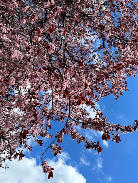 Arbol de flor de cereza