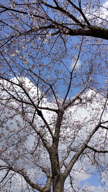 Árbol de flor de cerezo frente a un cielo azul