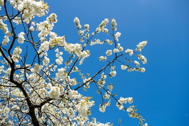 Árbol de flor de ciruelo vibrante que florece al aire libre en la naturaleza con un fondo de cielo azul en verano Ramas cubiertas de flores blancas florecientes en una tarde de primavera Detalle de plantas botánicas afuera