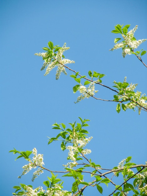 Un árbol en flor contra el cielo azul Ramas de primavera con flores y hojas verdes Cerezo de pájaro y flor de manzano