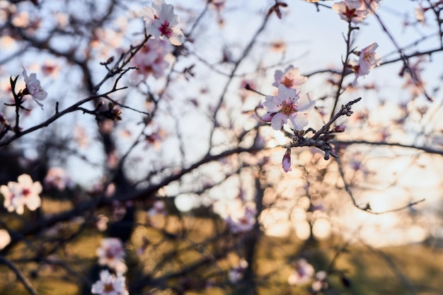 árbol flor floración campo soleado