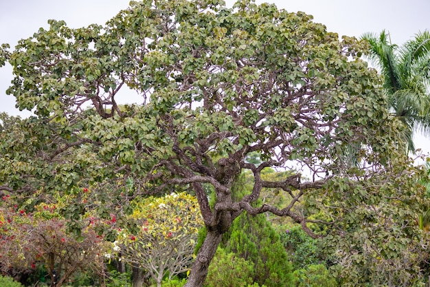 Un árbol con una flor rosa