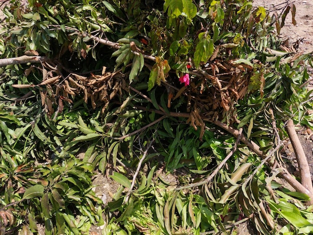 Un árbol con una flor rosa