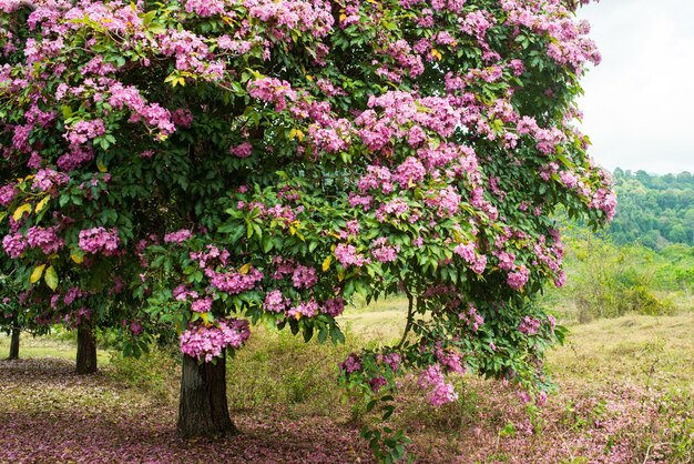 árbol en flor