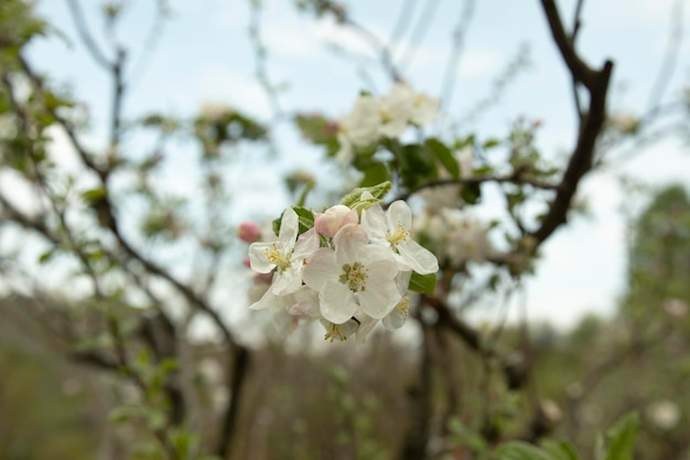 Árbol florecido en el jardín