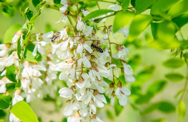 Árbol floreciente del acacia en el jardín. Enfoque selectivo