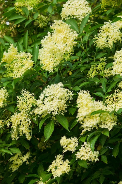 El árbol floreciente de la flor blanca de la baya del saúco