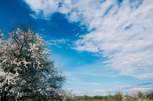 árbol floreciente en el fondo del cielo en primavera