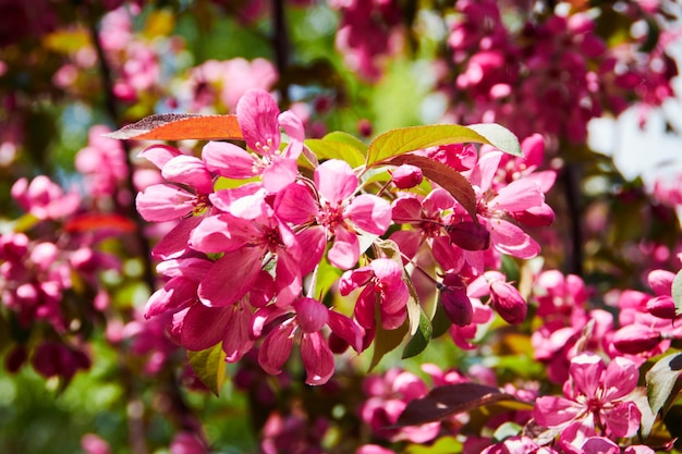 árbol floreciente en primavera con flores, fondo natural con luz solar bokeh