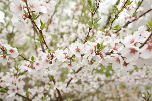 Árbol floreciente de primavera con un olor delicioso Flores brillantes, pequeñas y hermosas