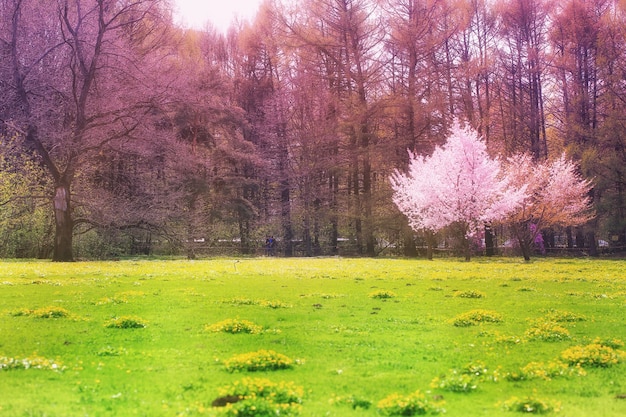 Foto Árbol floreciente de sakura en el fondo de la primavera del parque