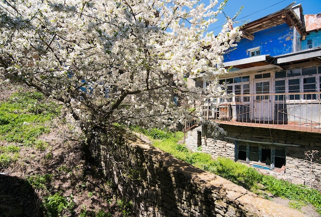 Foto un árbol floreciente y una vieja casa abandonada