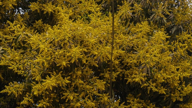 Un árbol con flores amarillas y hojas verdes.