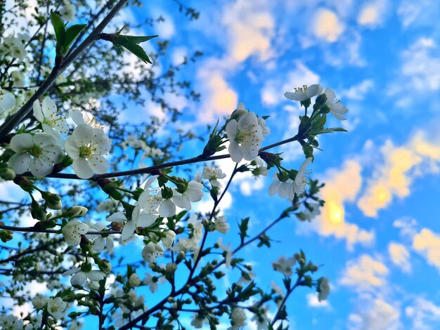 Un árbol con flores blancas y el cielo es azul y blanco.
