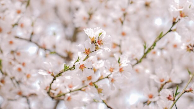 Un árbol con flores blancas en flor