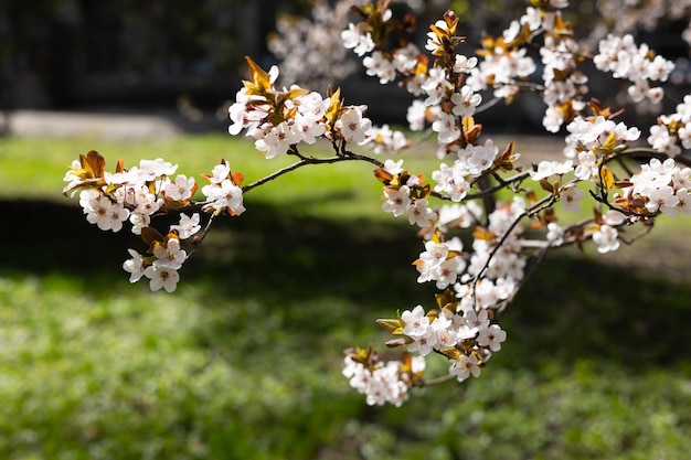 Un árbol con flores blancas en flor