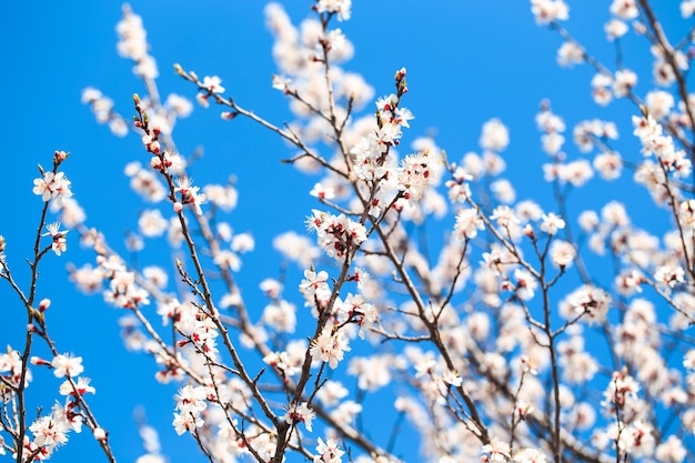 Un árbol con flores blancas en el fondo.