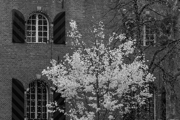 un árbol con flores blancas frente a un edificio