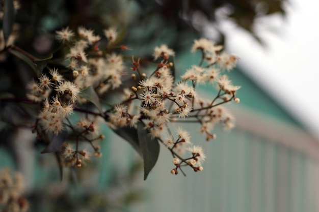 Un árbol con flores blancas frente a una valla.