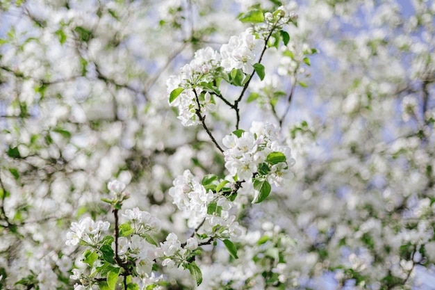 Un árbol con flores blancas y hojas verdes con la palabra manzana en él