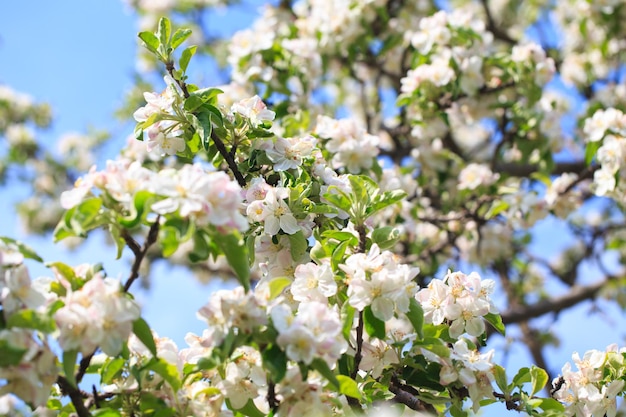 Un árbol con flores blancas y hojas verdes con la palabra manzana.