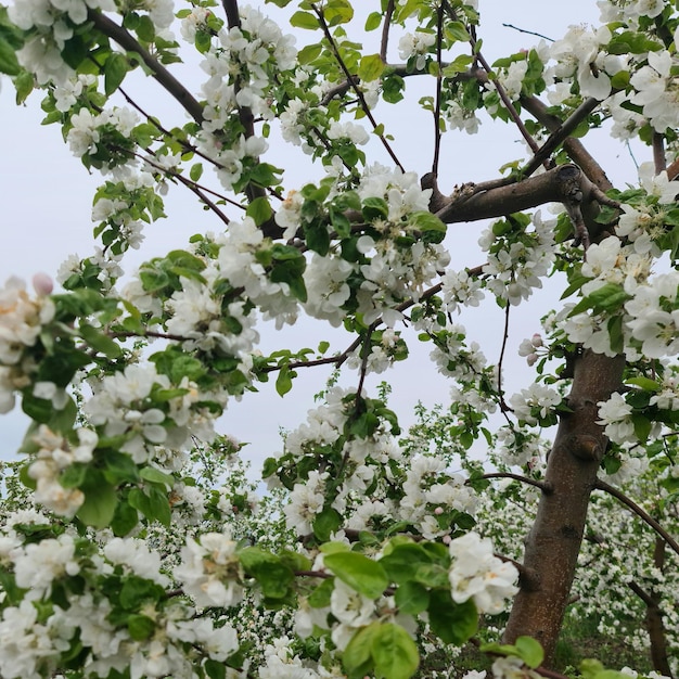 Un árbol con flores blancas y hojas verdes con la palabra manzana.