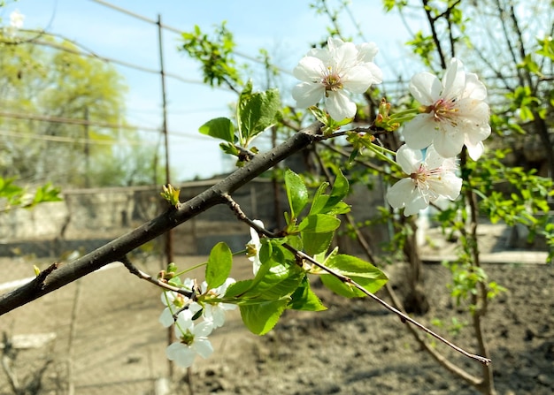 Un árbol con flores blancas con hojas verdes.