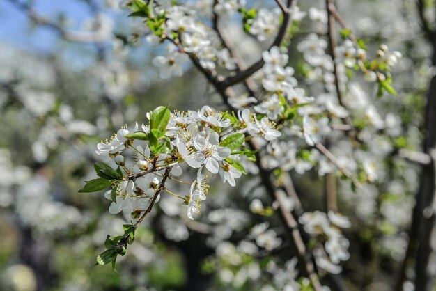 Foto un árbol con flores blancas y hojas verdes.