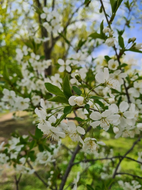 Un árbol con flores blancas y hojas verdes.