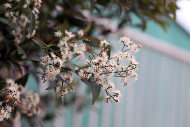 Un árbol con flores blancas y hojas verdes.