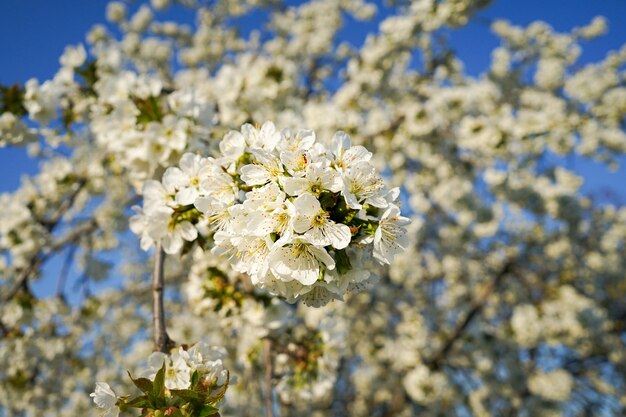 Un árbol con flores blancas y la palabra cereza en él.