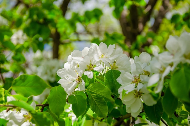 Un árbol con flores blancas en primavera.