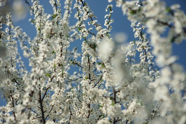 Un árbol con flores blancas en primavera.