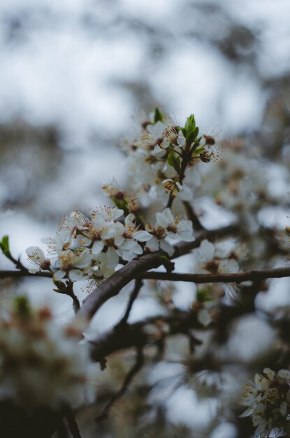 Foto un árbol con flores blancas en primavera.